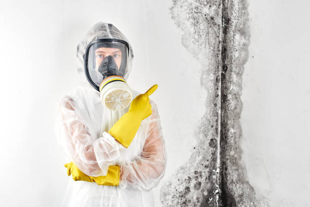 Why You Should Choose Our Mold Remediation Services in East Moline, IL